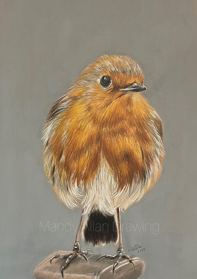 "Bobbin Robin Standing Proud" Original Drawing