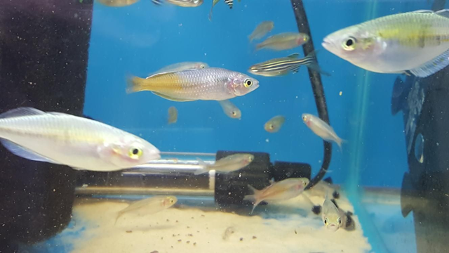 Boesemani rainbow fish 