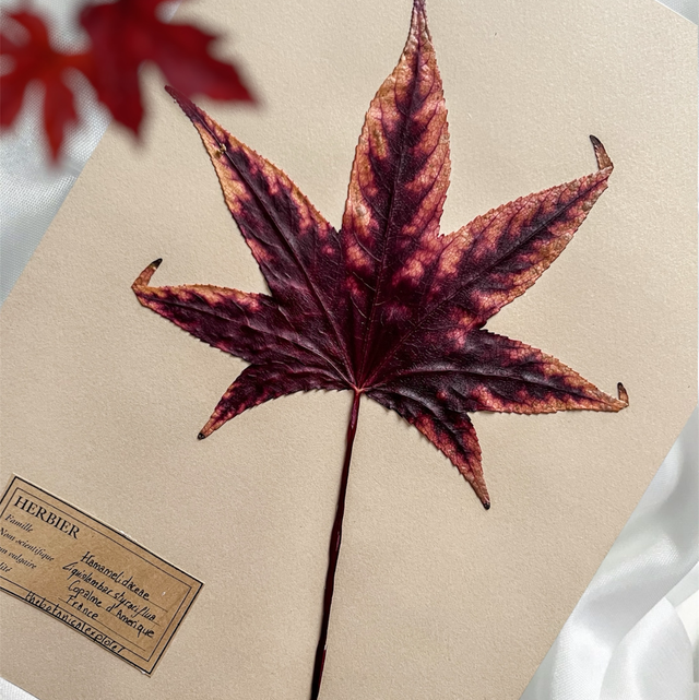 Herbier A4 - Liquidambar V3