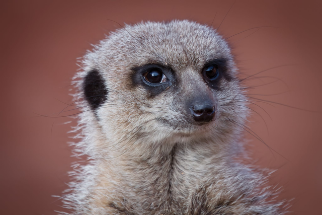 Meerkat Encounter