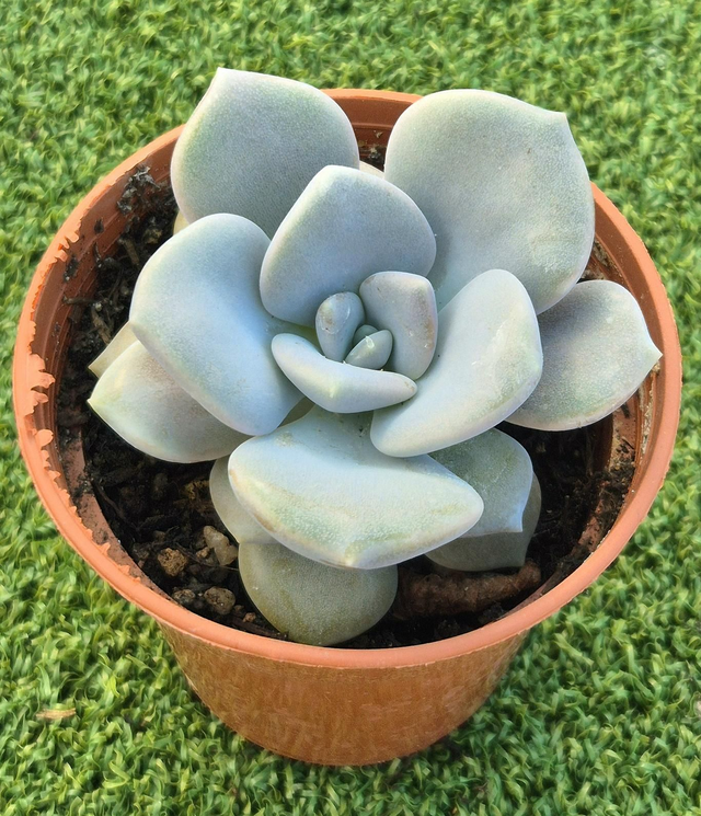 Graptoveria 'Margaret Rose'