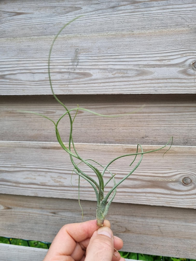Tillandsia butzii 