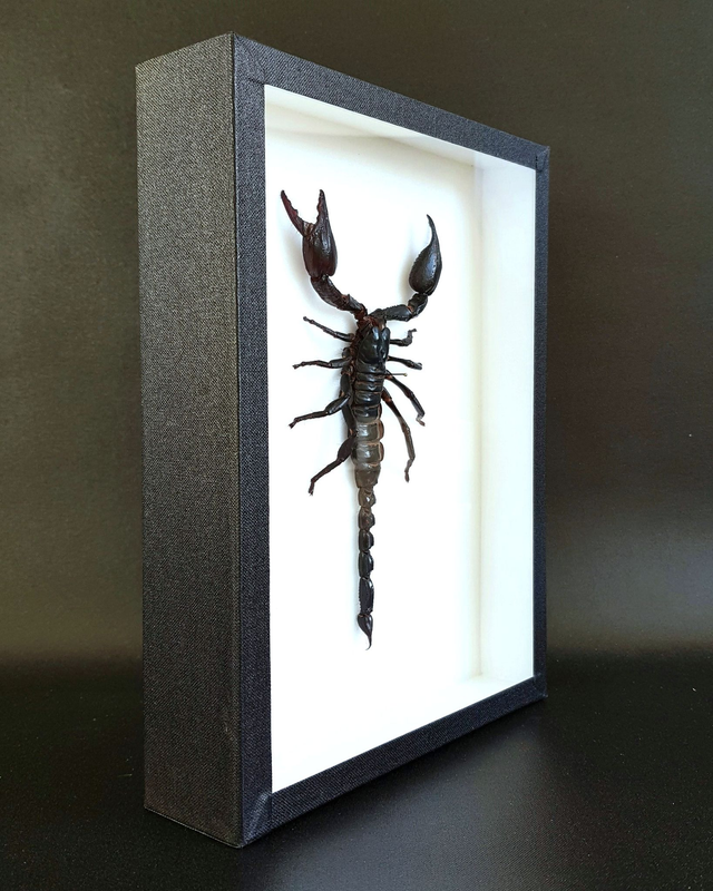 Heterometrus laoticus