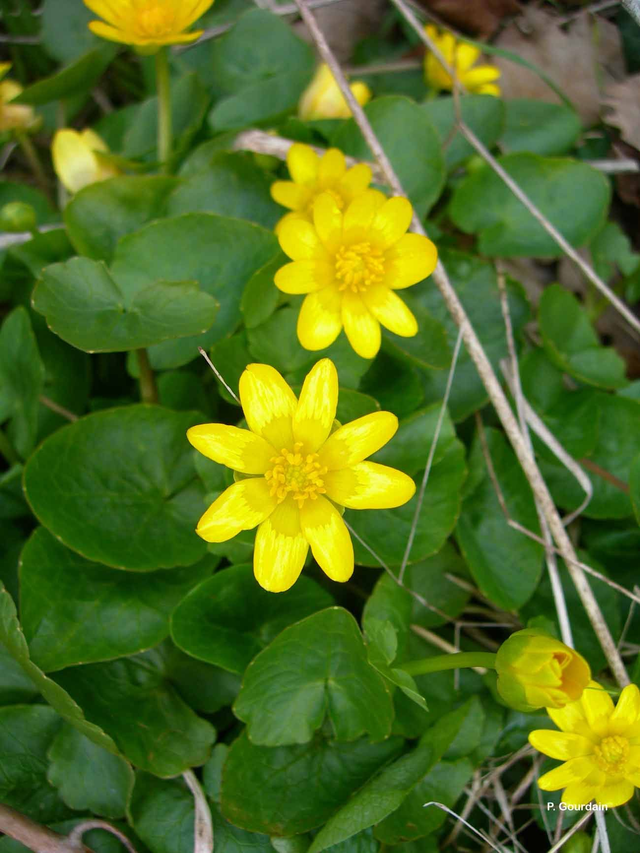 Ficaire printanière (Ficaria verna )