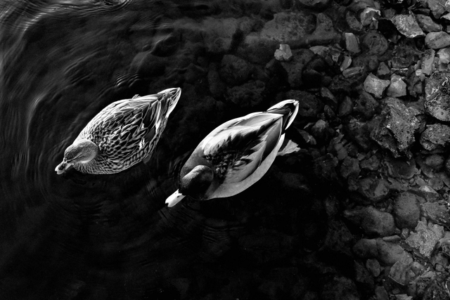 'Paddling Pair' by William Lumby (A4 print - with mount that fits an A3 frame)