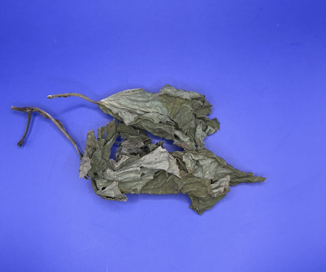 Anijs blad wiri (Piper marginatum) 25 grams