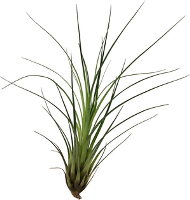 Tillandsia punctulata L