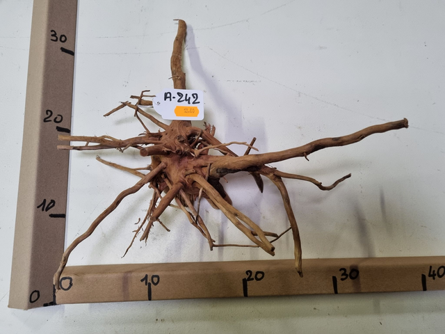 Racine araignée A-242