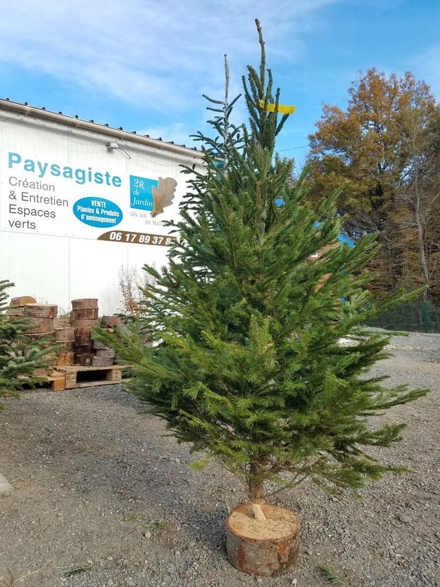 NORDMANN COUPÉ 250/300