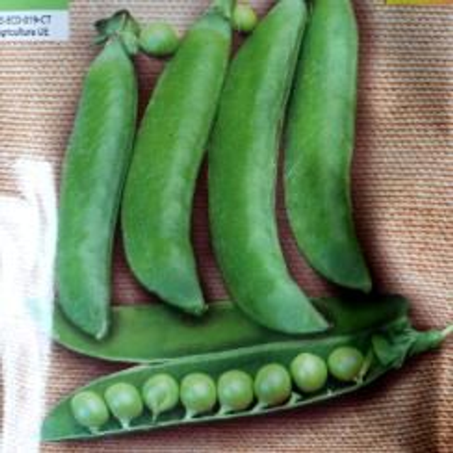 S. Guisante de enrrame alderman