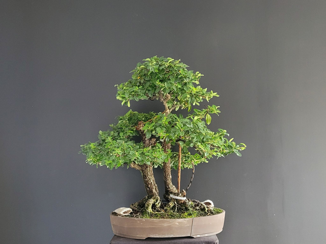 (f002) pyracantha