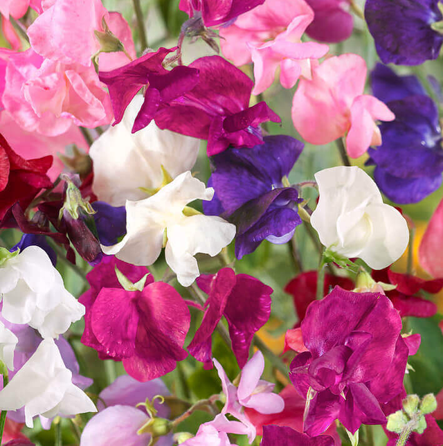 Sweet Pea Royal Family Mix