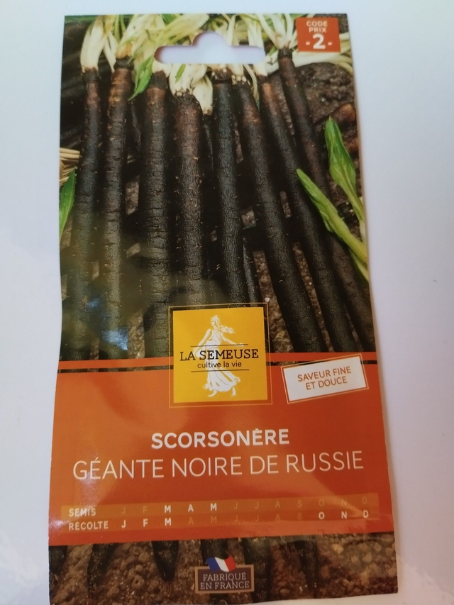 Scorsonère géante noire de Russie