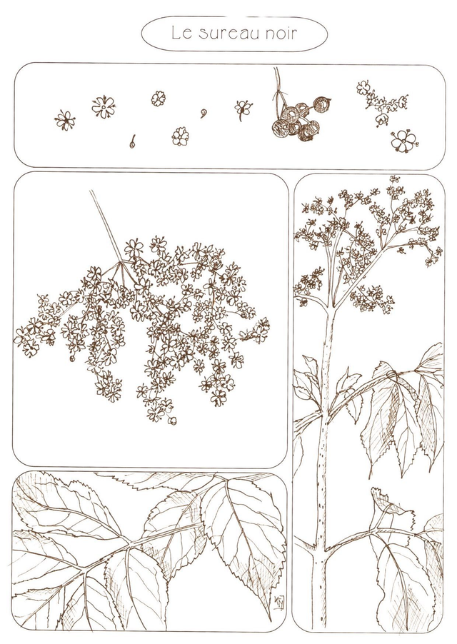 Carte postale "Le sureau noir"