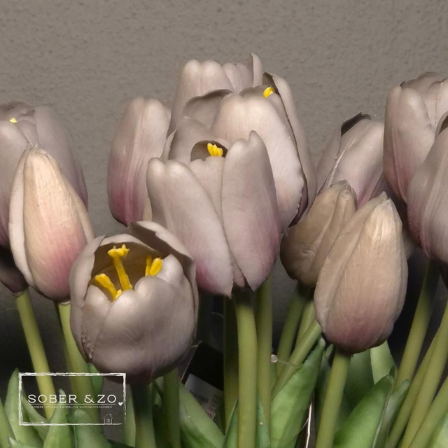 Tulp Countryfield grijs, maat M