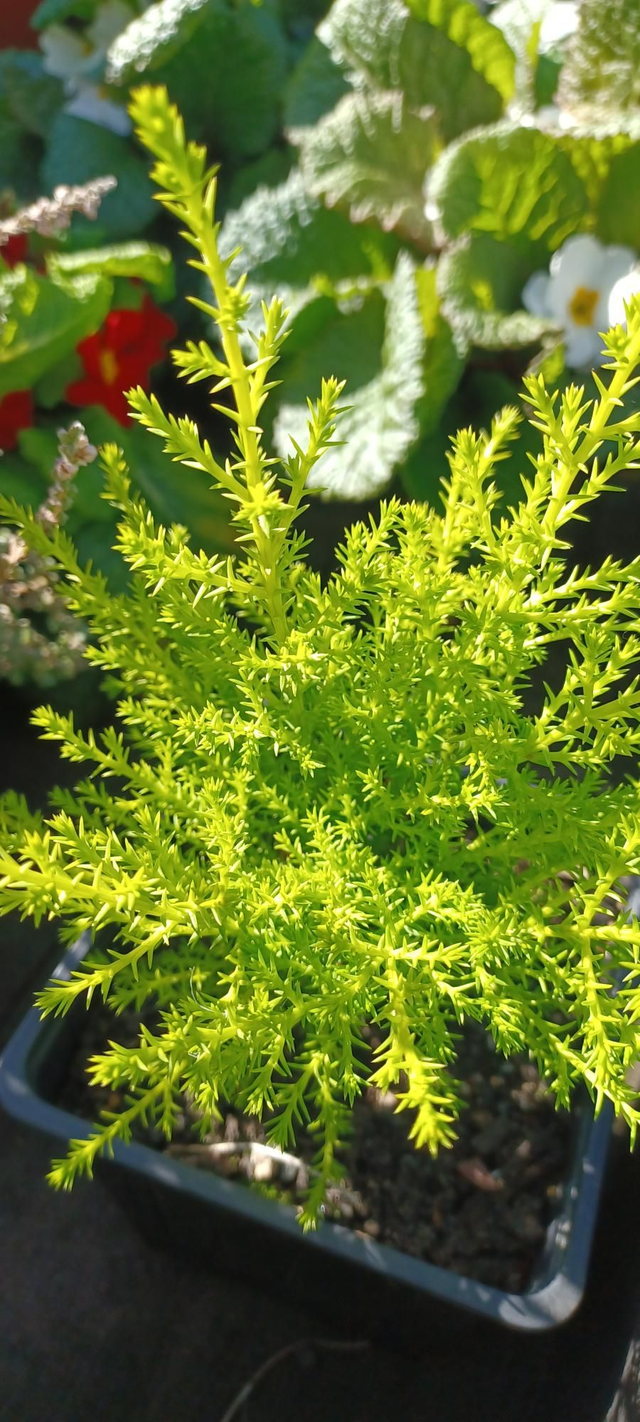 Cupressus macrocarpa Wilma