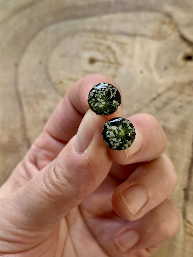 Blanches - puces d'oreilles sur fond noir