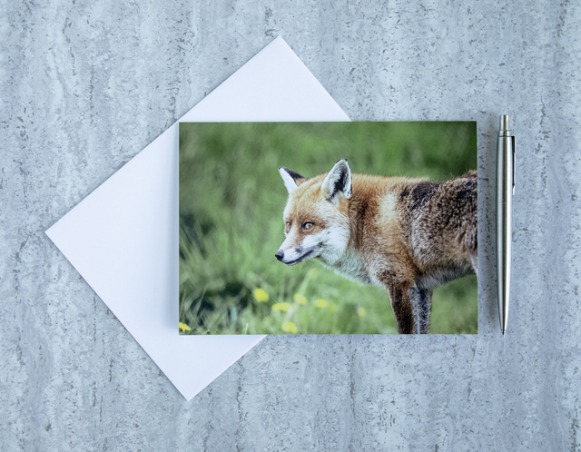 The Sly Fox Blank Card