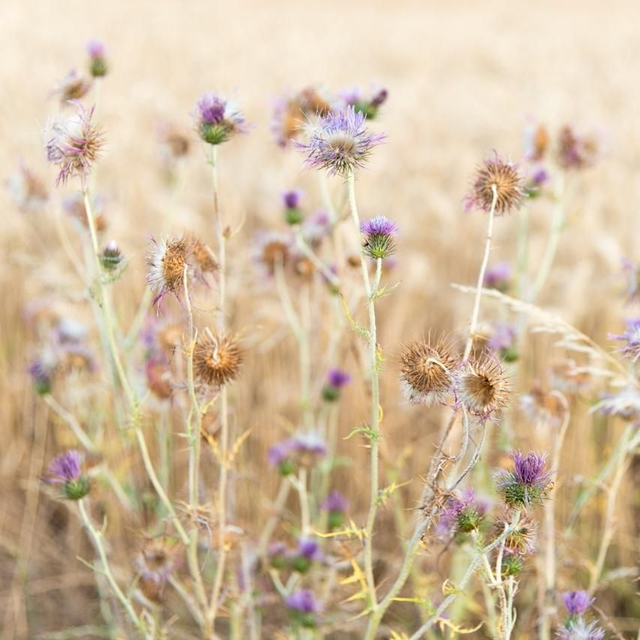 Tirage d'art "fleurs des champs" 20x20