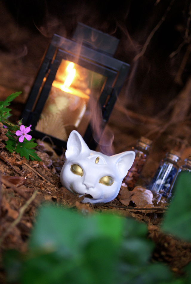 Tête de Chat Blanc « Le troisième regard »