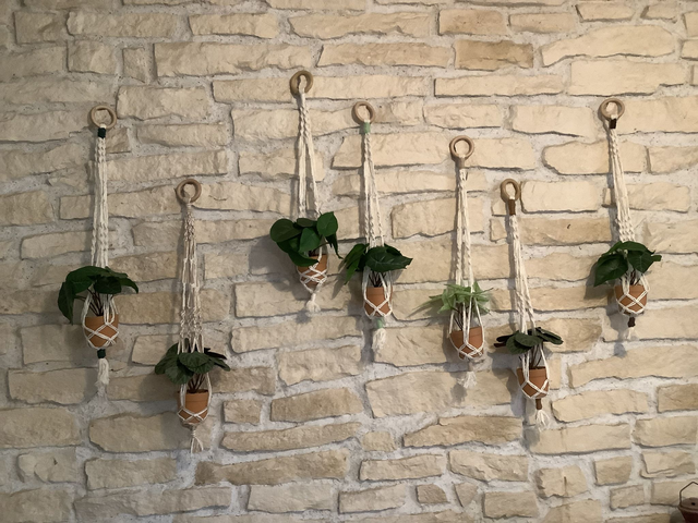 Suspension Plantes