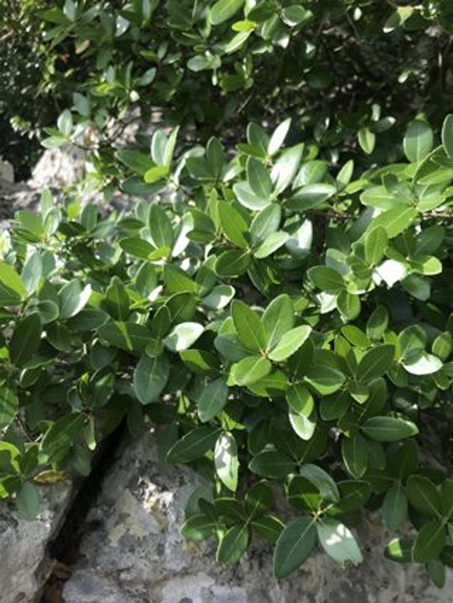 Nerprun Alaterne (Rhamnus alaternus) - Végétal local