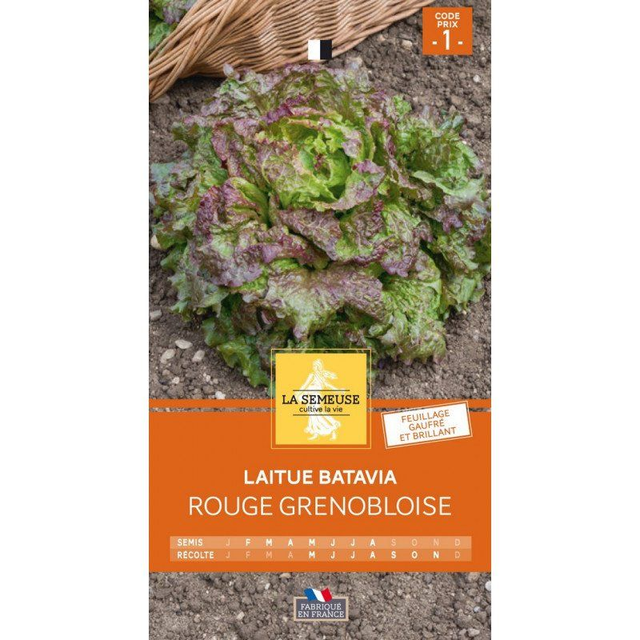 LAITUE BATAVIA ROUGE GRENOBLOISE