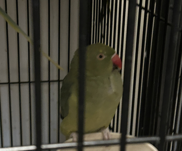 Olive Green Baby Indian Ringneck 
