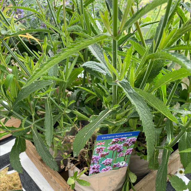 Verbena