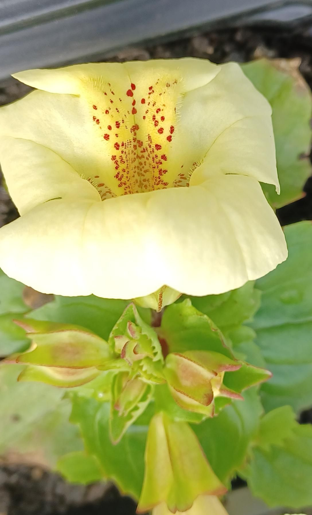 Mimulus Mystic Mixed