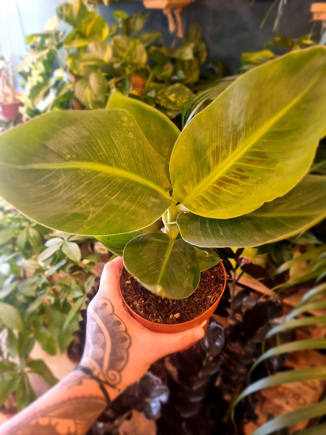 Banana plant musa tropicana