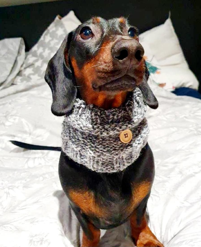 Knitted pet snood