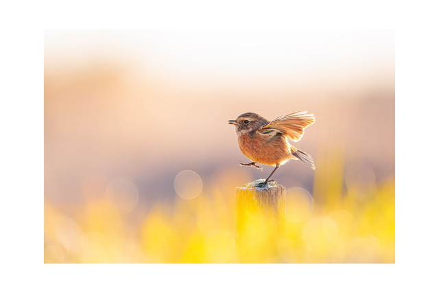 Tarier pâtre - Avec passe-partout