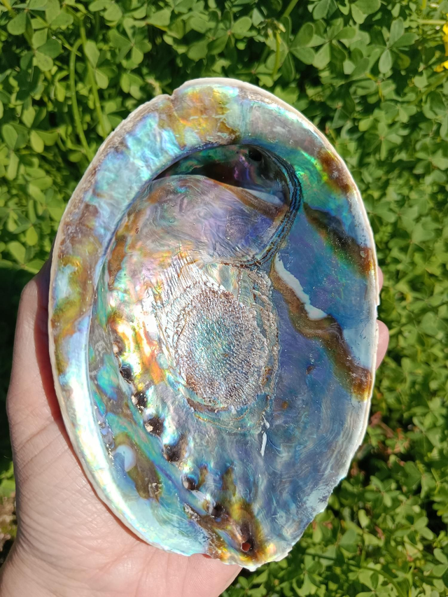 Coquille d’Ormeaux / Abalone Naturelle  – 15 x 10,5 cm  