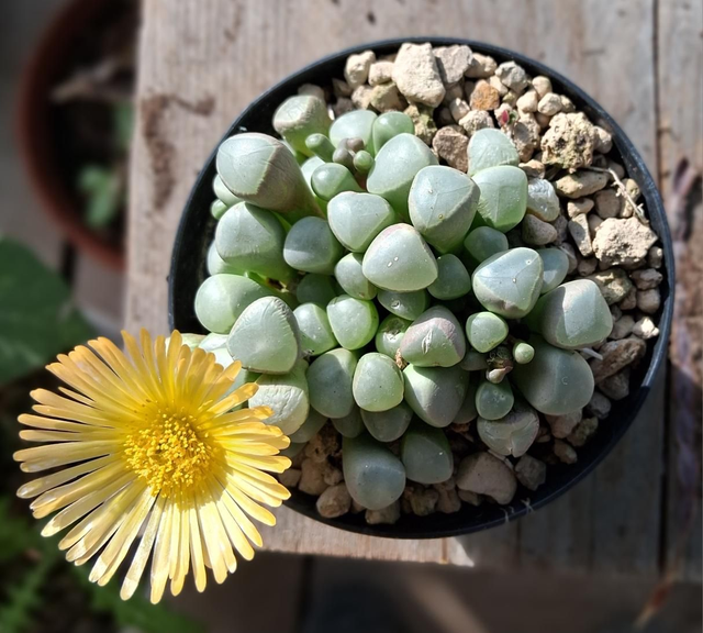 D118 . Fenestraria Aurantiaca vaso 10