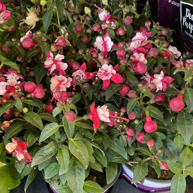 Fushia