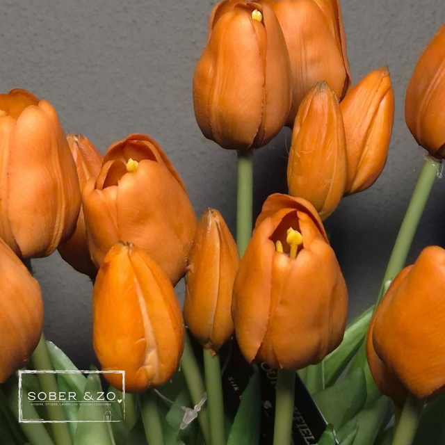Tulp Countryfield oranje, maat M