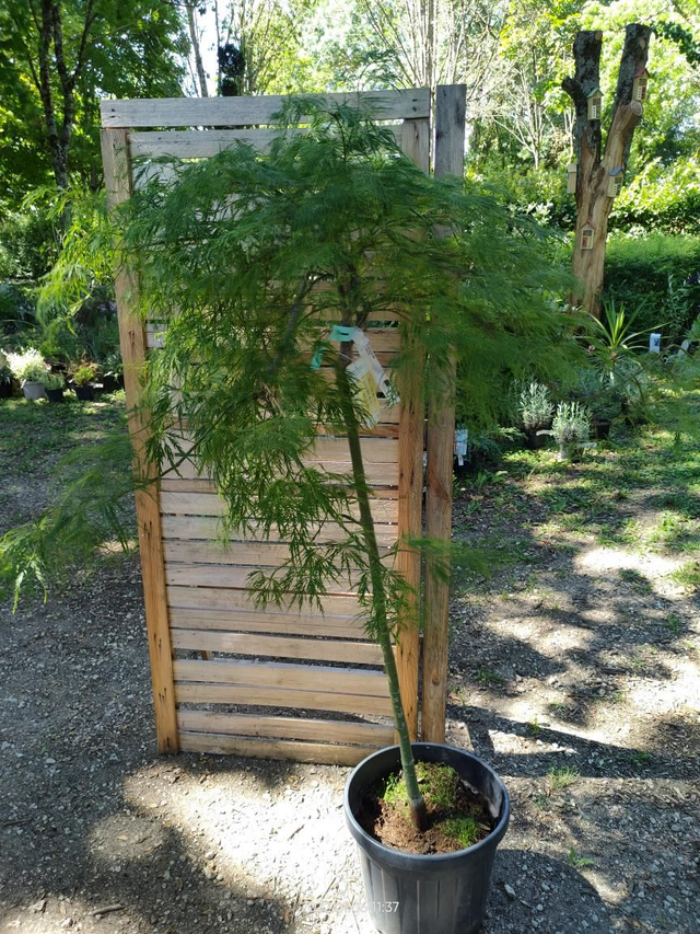 Acer palmatum dissectum 'Viridis' - C20l - 1/2 tige