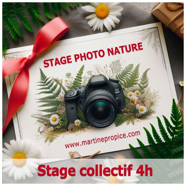 A004 - Stage collectif 4 h
