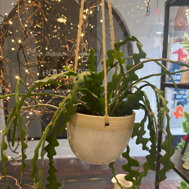 Ampler - hvid - Charlottesclayground