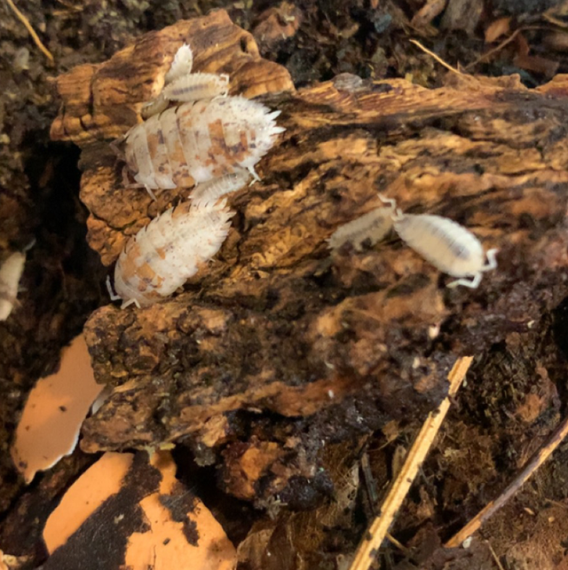 Orange Dalmatian isopod (porcellio scarber)