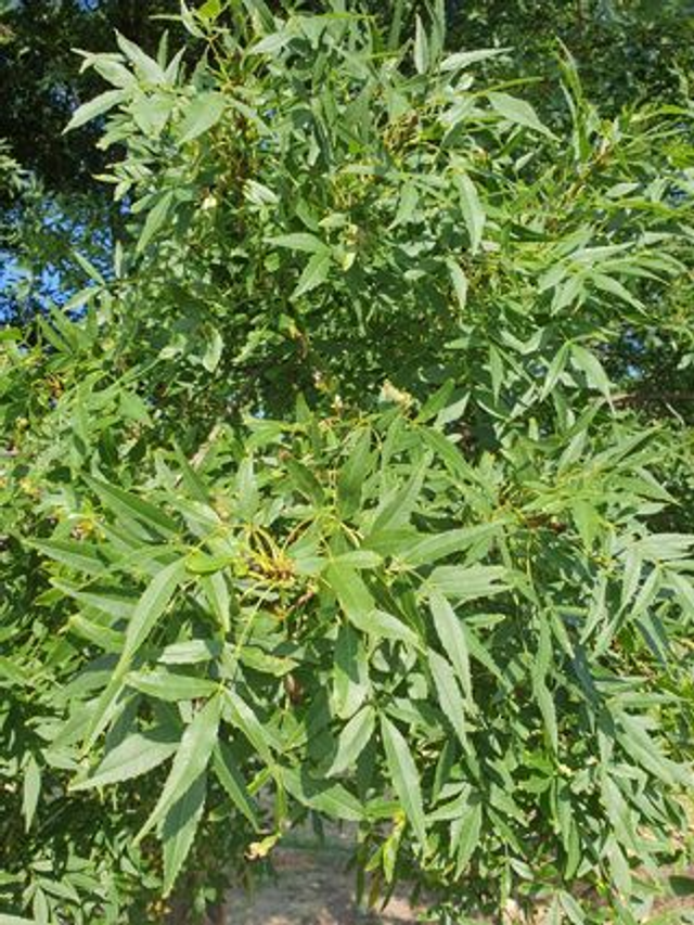 Frêne à Feuilles Etroites (Fraxinus angustifolia) - Végétal local