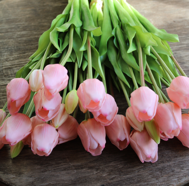 tulp classic soft pink