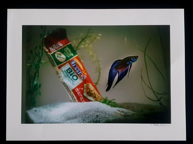 Fish - Nestlé like Ocean 