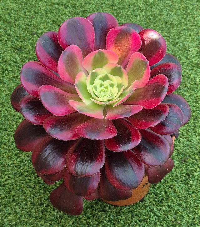 Aeonium &#039;Meduca&#039;
