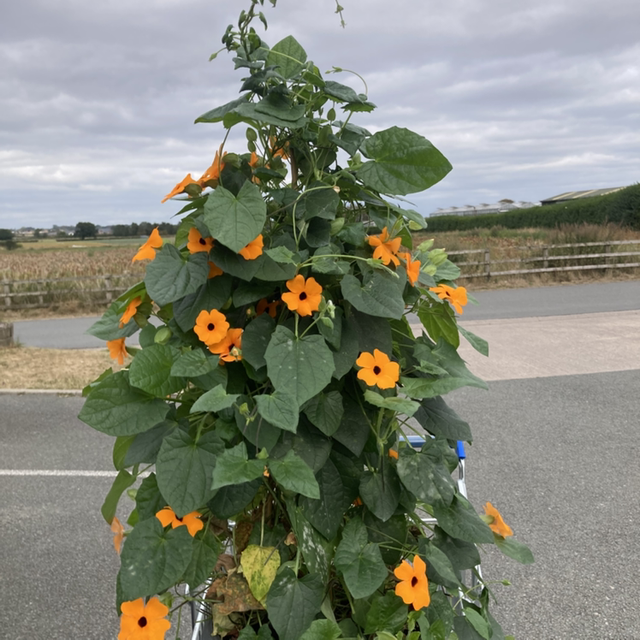 Black Eye Suzie (store collection only at checkout)