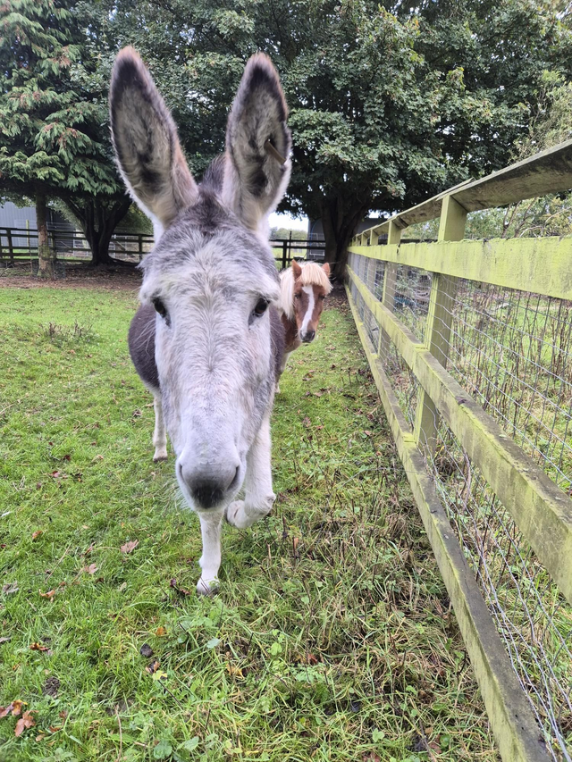 Donate To The Farm - Animal Care