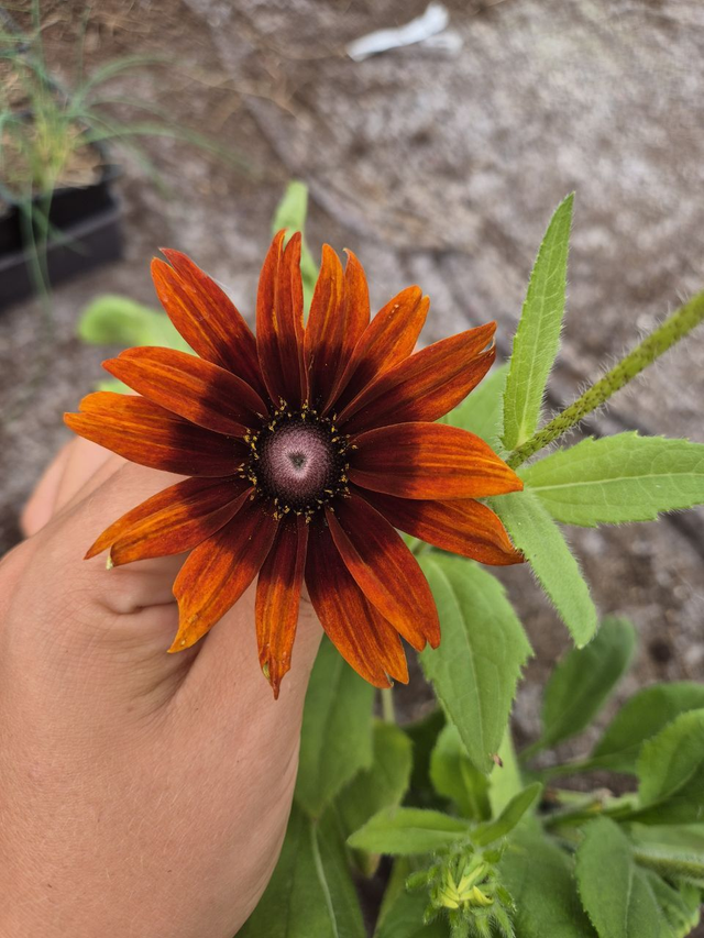 Rudbeckia Chocolat orange