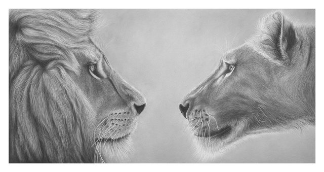 Lions Limited Edition Print