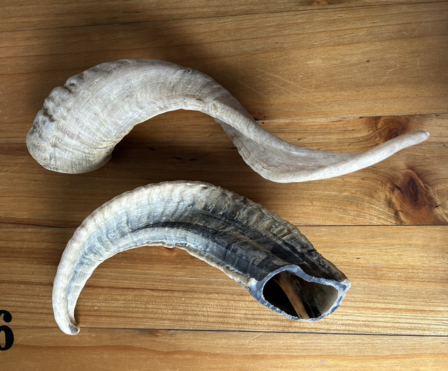 Corne de mouton Taille L